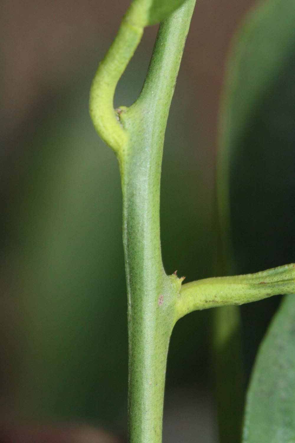              First year twig (Riverside, CA)       